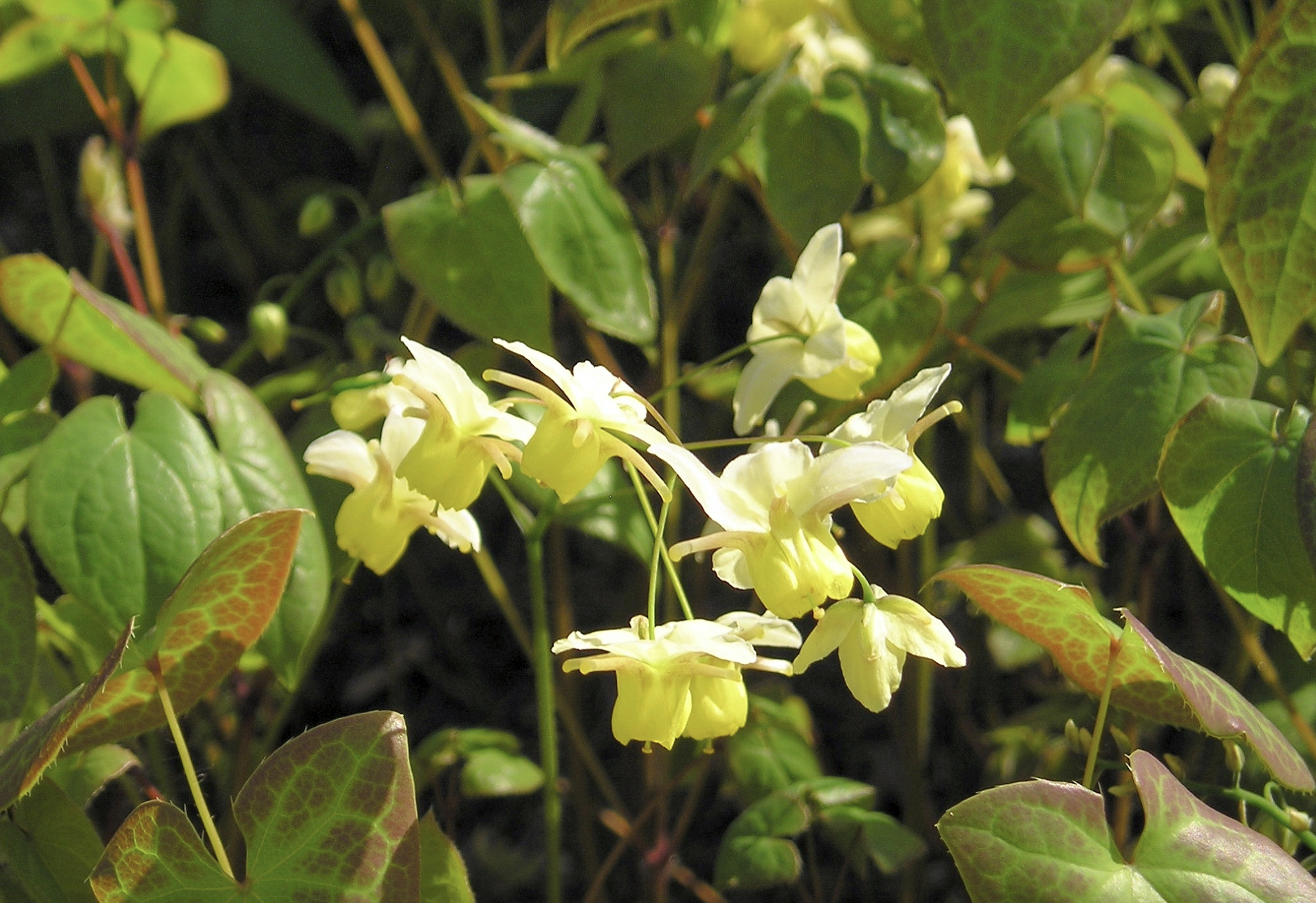 Epimedium (Horny Goat Weed)